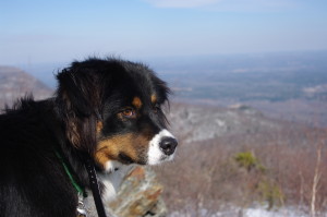 Dogs like days off spent hiking...